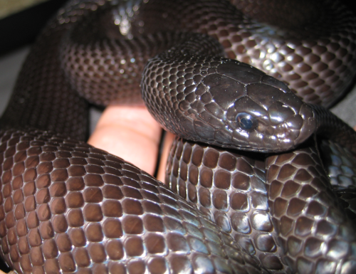 Mexican black kingsnake